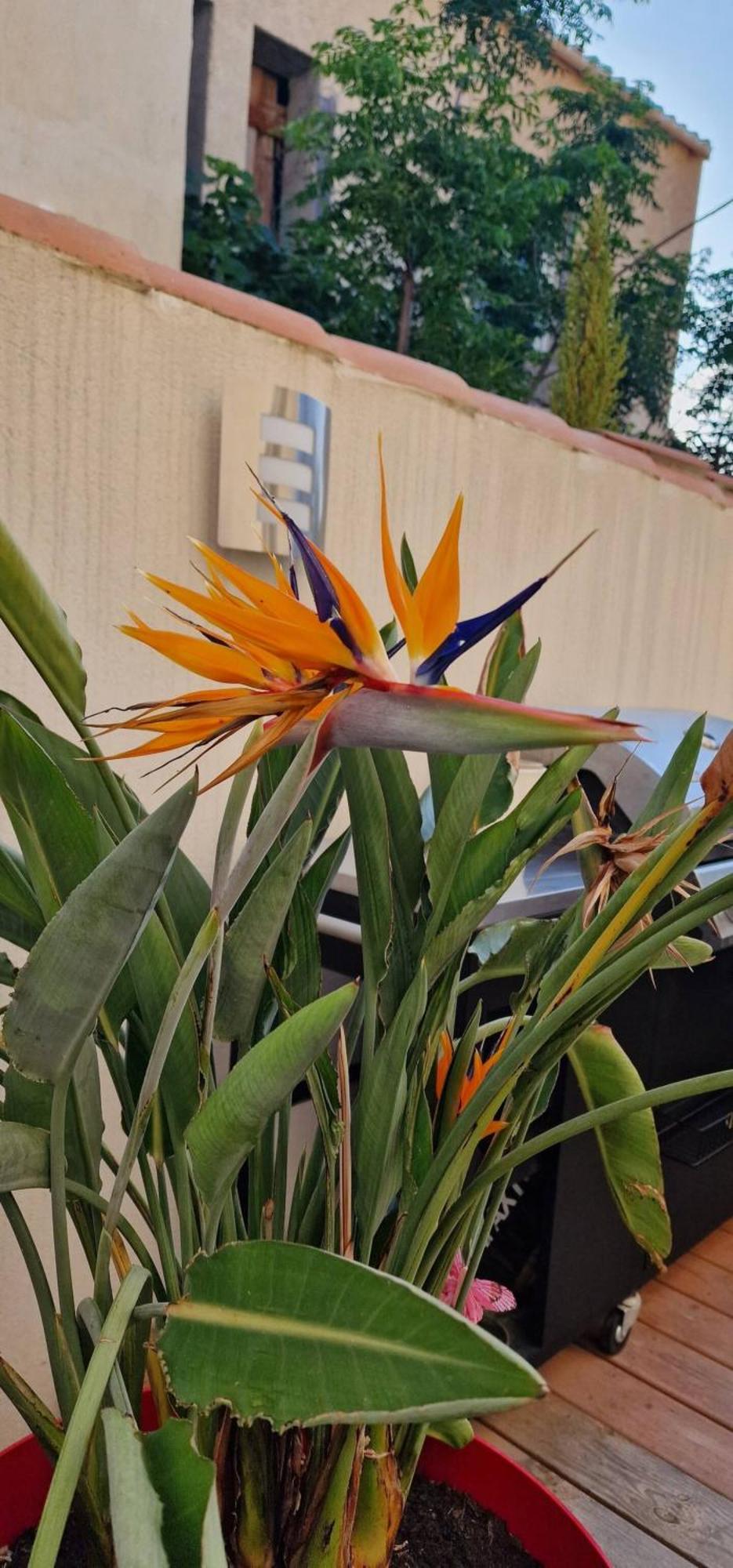 L'Oiseau Du Paradis ナルボンヌ エクステリア 写真